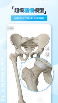 维萨里3D解剖